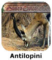 Antilopini